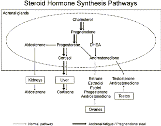 Cholesterol steroid synthesis